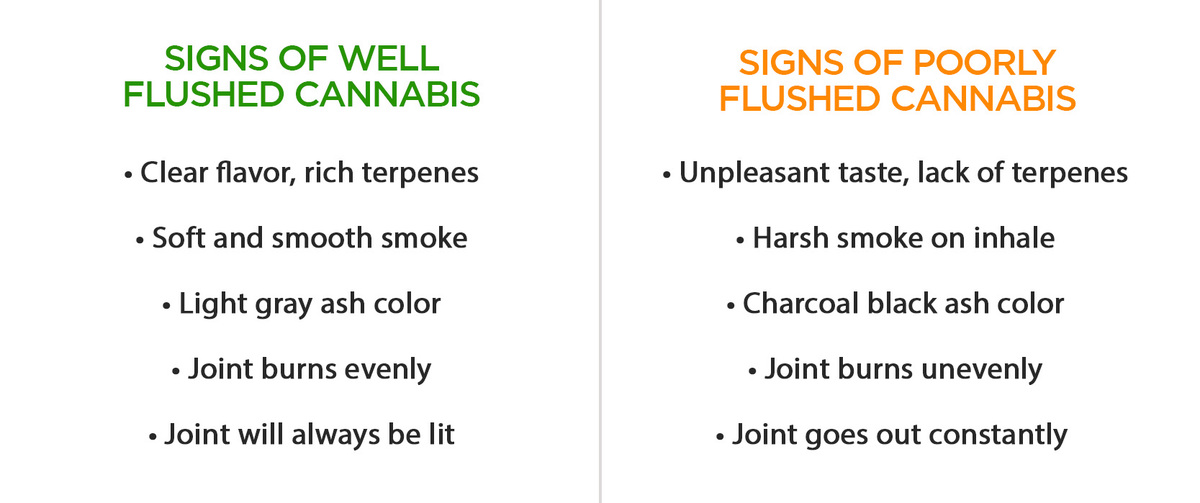 Signs of Well and Bad Flushed Cannabis