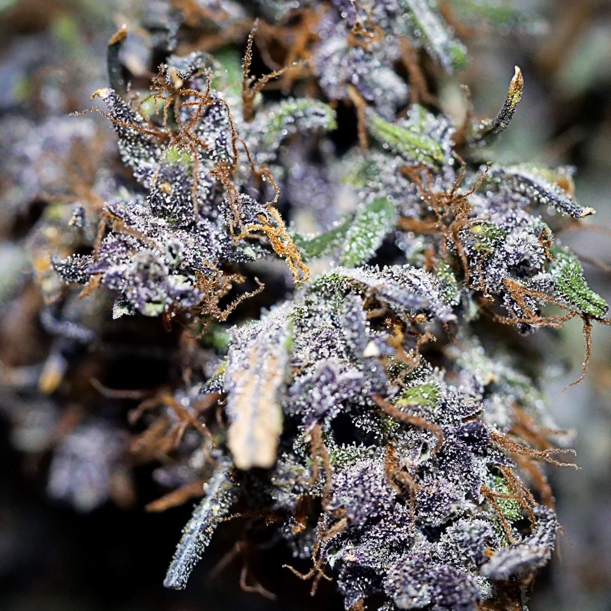 bigdaddykfastbudspurple-lemonade.jpg Puple lemonade by BIgDaddyK