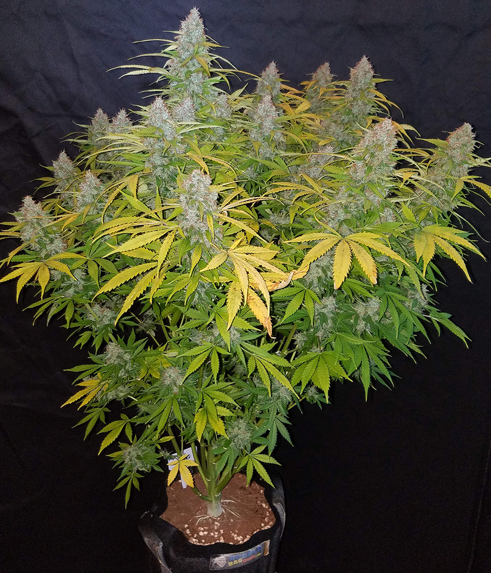 fast-buds-cali-snow-strain.jpg Fast Buds California Snow grown by @bangdangbuds on Instagram