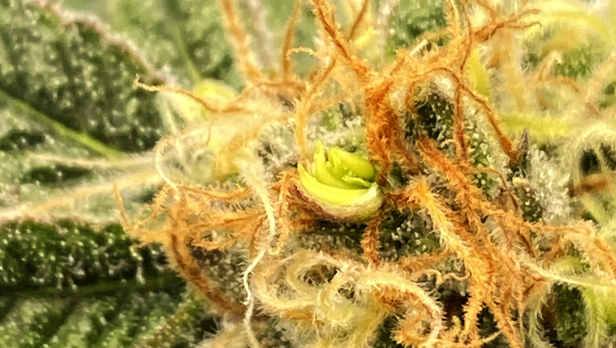 What causes bananas: what should you do?