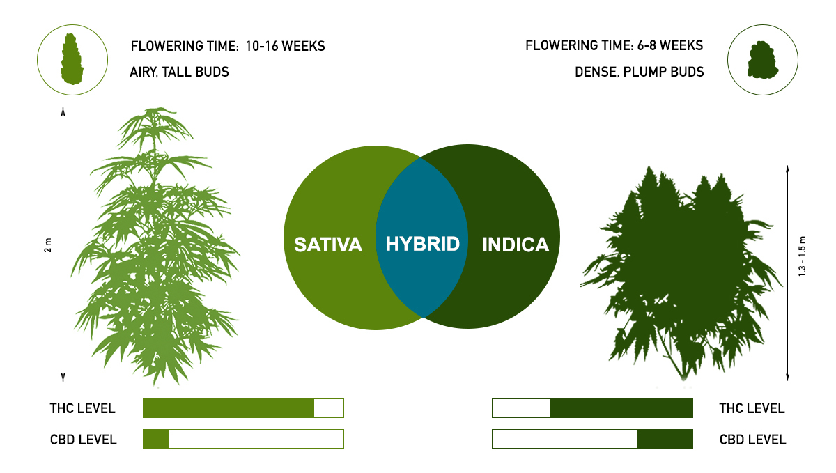 Genotype and phenotype: indica, sativa and ruderalis
