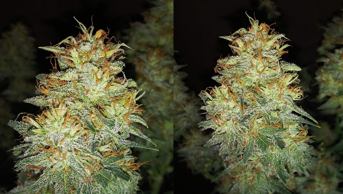 Original Auto OG Kush