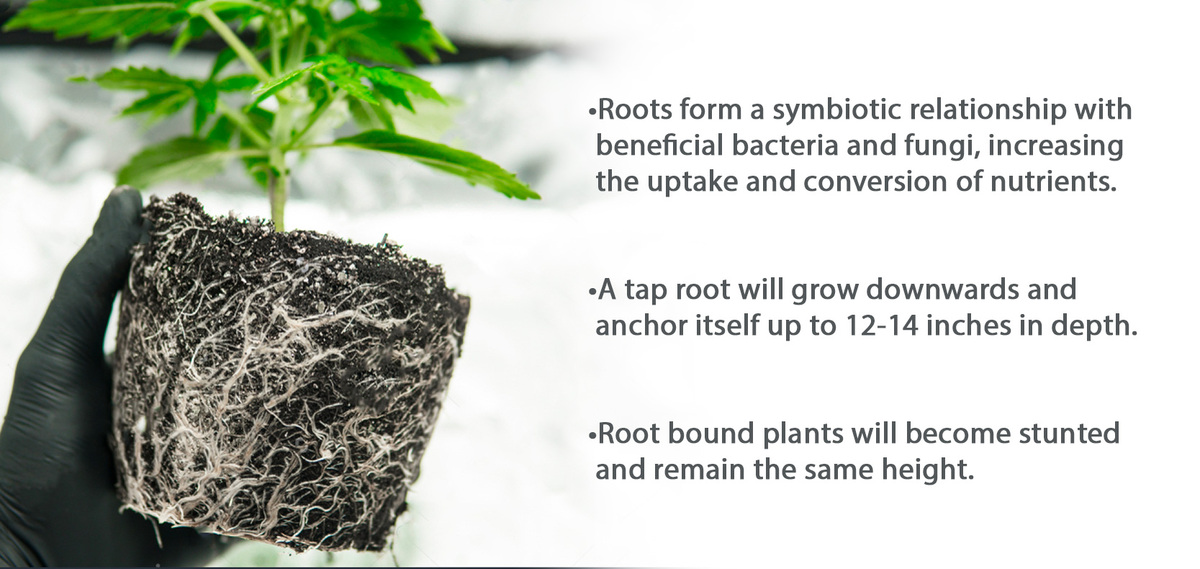 Best pot size for autoflowers: roots Best pot size for autoflowers: roots