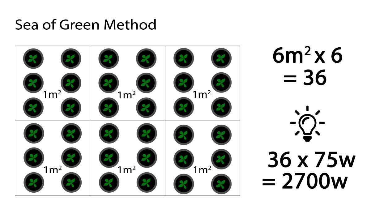 How many autoflowers in a square meter: Wattage needed with sea of green How many autoflowers in a square meter: Wattage needed with sea of green