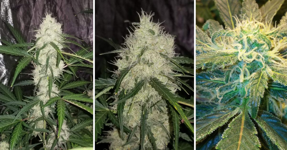 White Widow Auto guide: week 7 White Widow Auto guide: week 7