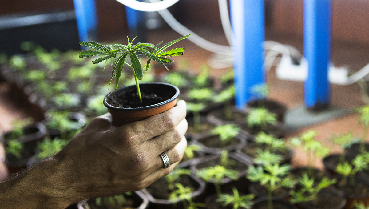 Cannabis plant tissue culture: cloning vs tissue culture Cannabis plant tissue culture: cloning vs tissue culture