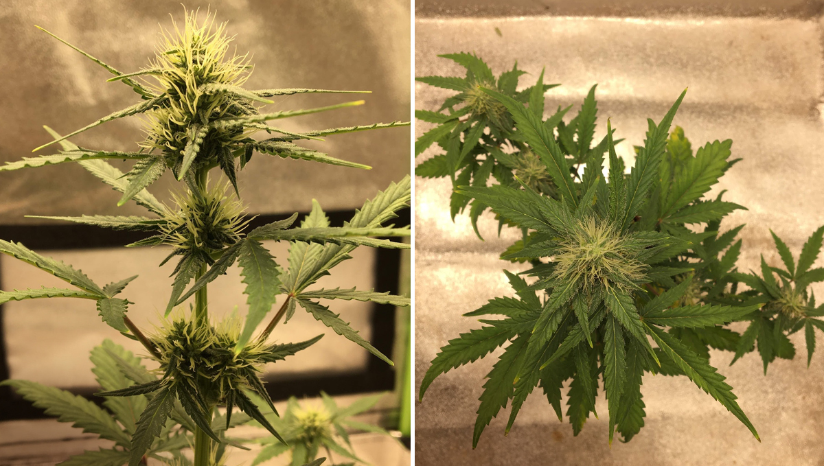 Amnesia Haze Auto: week 6 Amnesia Haze Auto: week 6