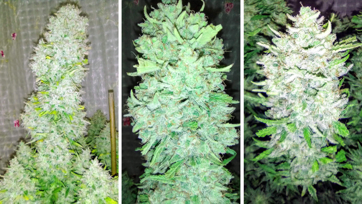 Orange Sherbet Auto Cannabis Strain Week-by-Week Guide: A large branchy autoflower with chunky white colas Orange Sherbet Auto Cannabis Strain Week-by-Week Guide: A large branchy autoflower with chunky white colas