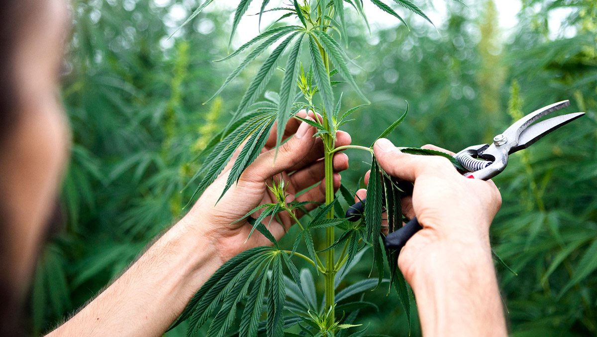 Keep in mind all the time and effort taking care of cannabis plants involves.