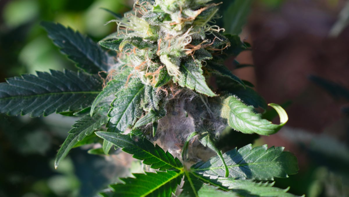 What is bud rot?