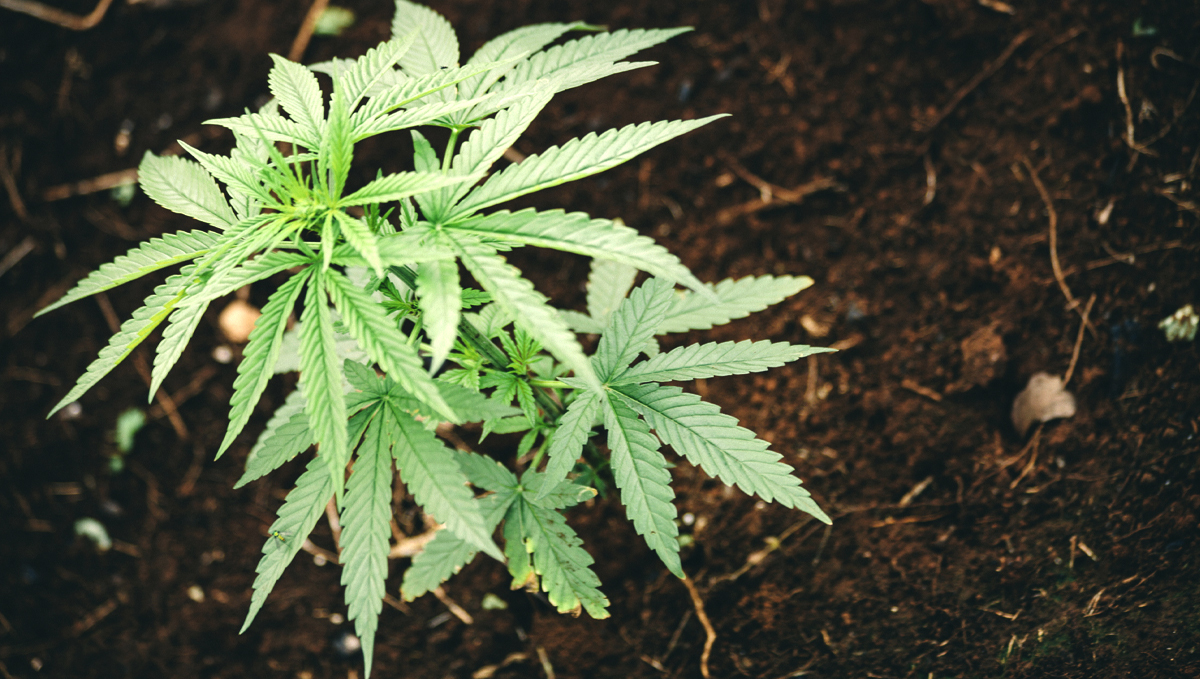 Top crop usage guide: pre-amended mix