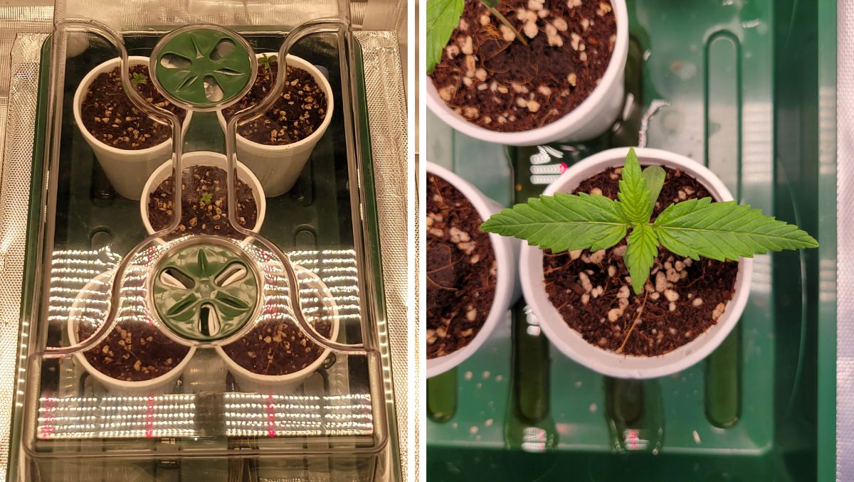 Gorilla Cookies Auto Cannabis Strain Week-by-Week Guide: Seedlings in party cups