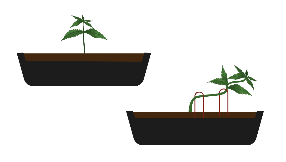 How to grow your own cannabis bonsai: prepare the pot How to grow your own cannabis bonsai: prepare the pot