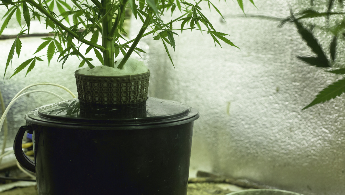 How to prevent algae in hydro: prevention