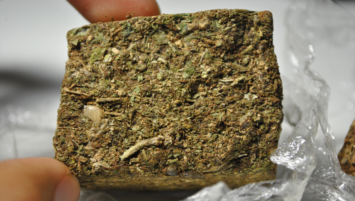 Sinsemilla: the history Sinsemilla: the history