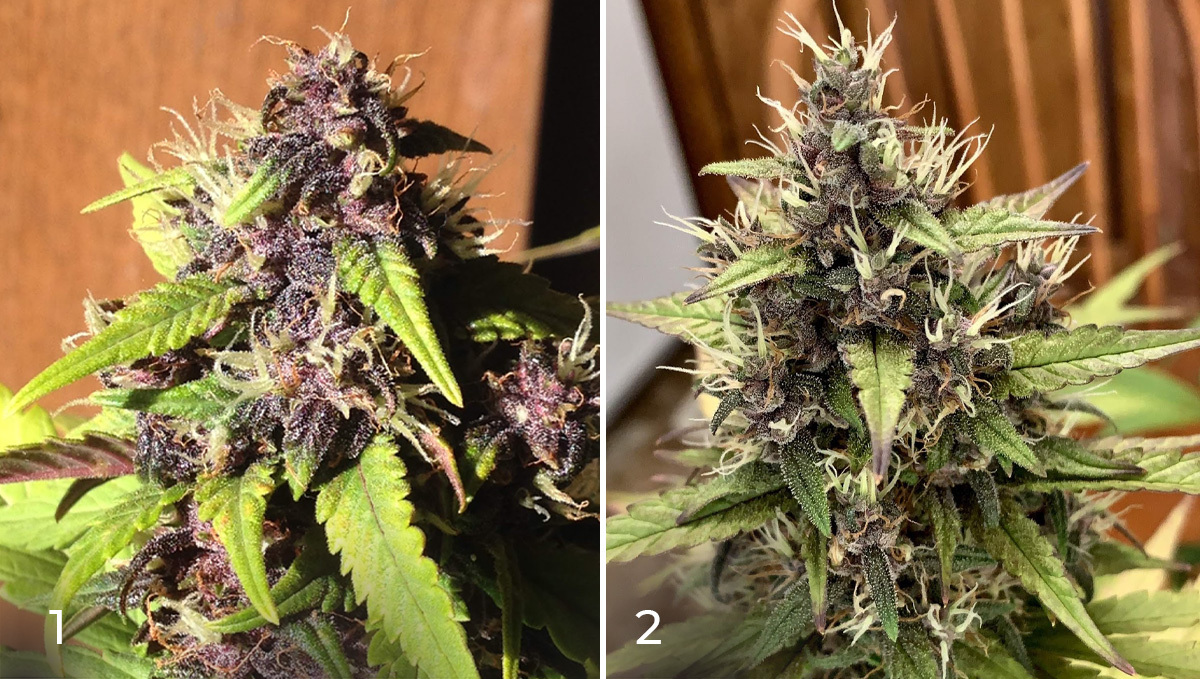 Basics of growing autos in soil: week 9 Basics of growing autos in soil: week 9