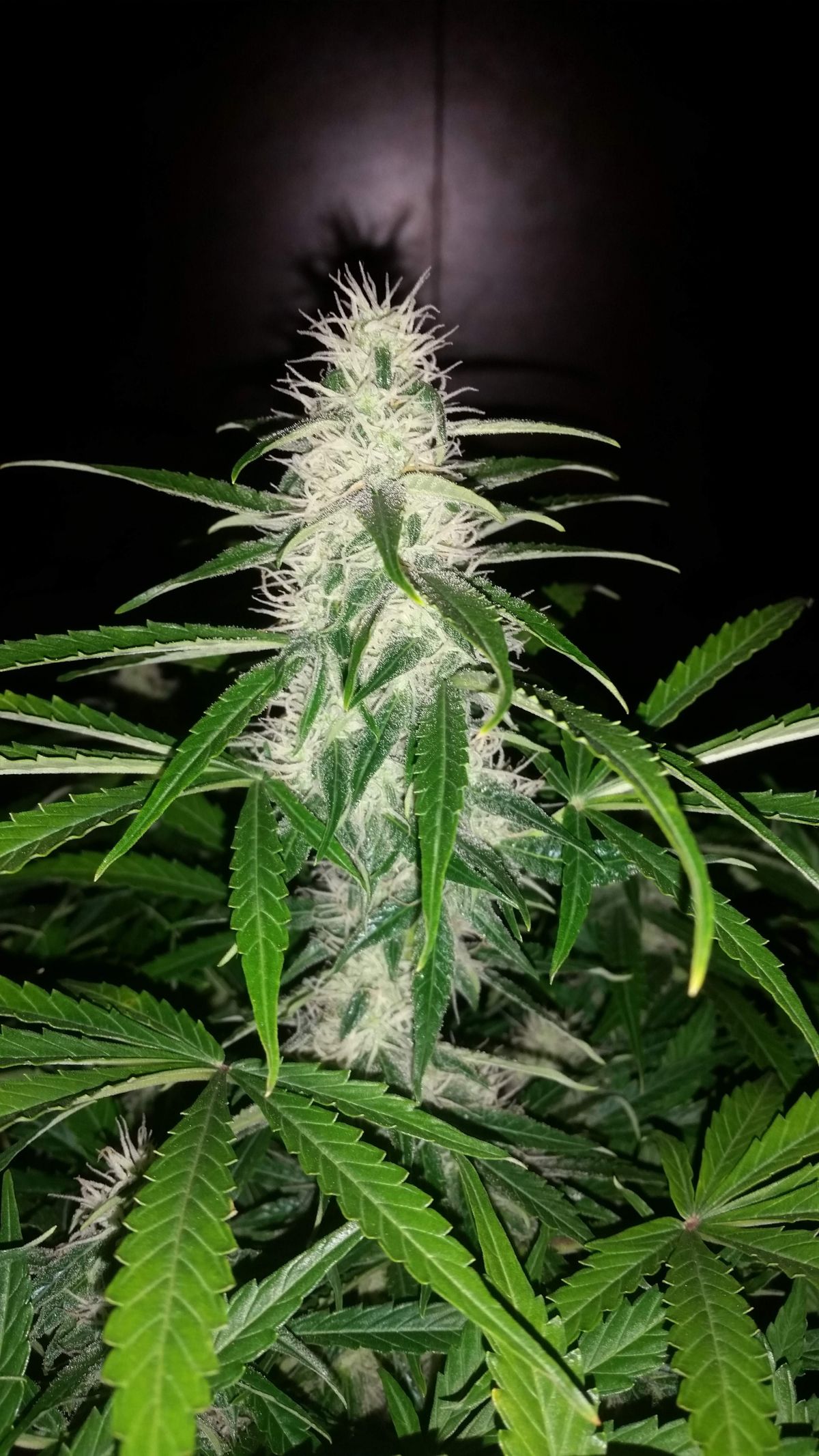 Fastbuds six shooter by BigDaddyK.jpg