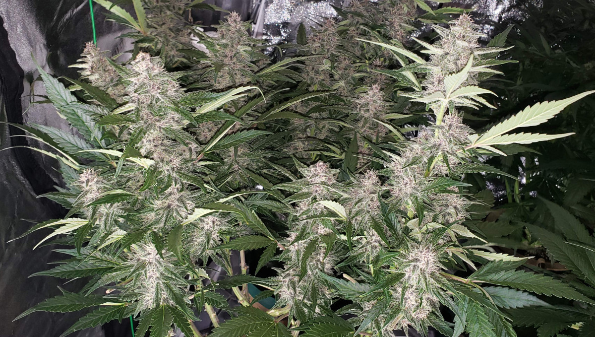 Strawberry Pie Auto Cannabis Strain Week-by-Week Guide: An autoflower stacking up many beautiful purplish and frosty flowers