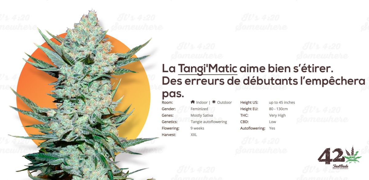 tangie fr.jpg Fast Buds' Autoflower Tangie, Tangie'Matic