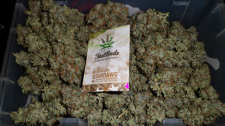 Fast Buds' Stardawg Auto Flowers