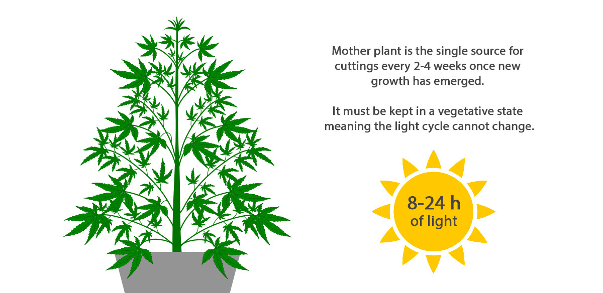 What are mother plants Cosa sono le piante madri