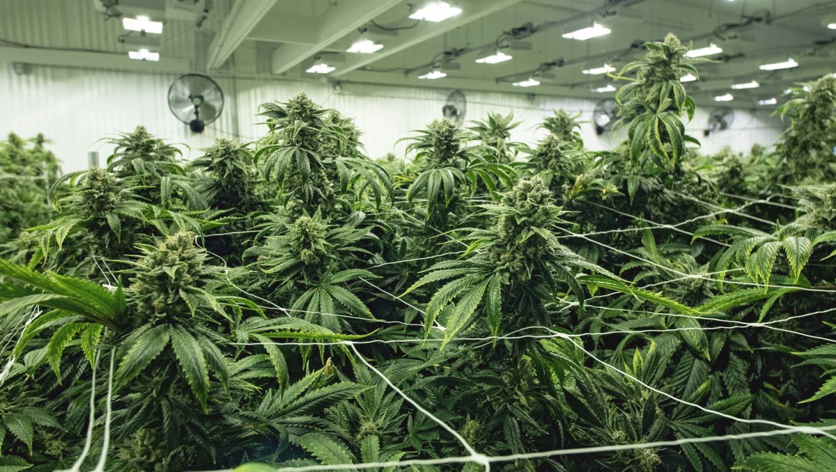How much do autoflowers yield: cultivar How much do autoflowers yield: cultivar