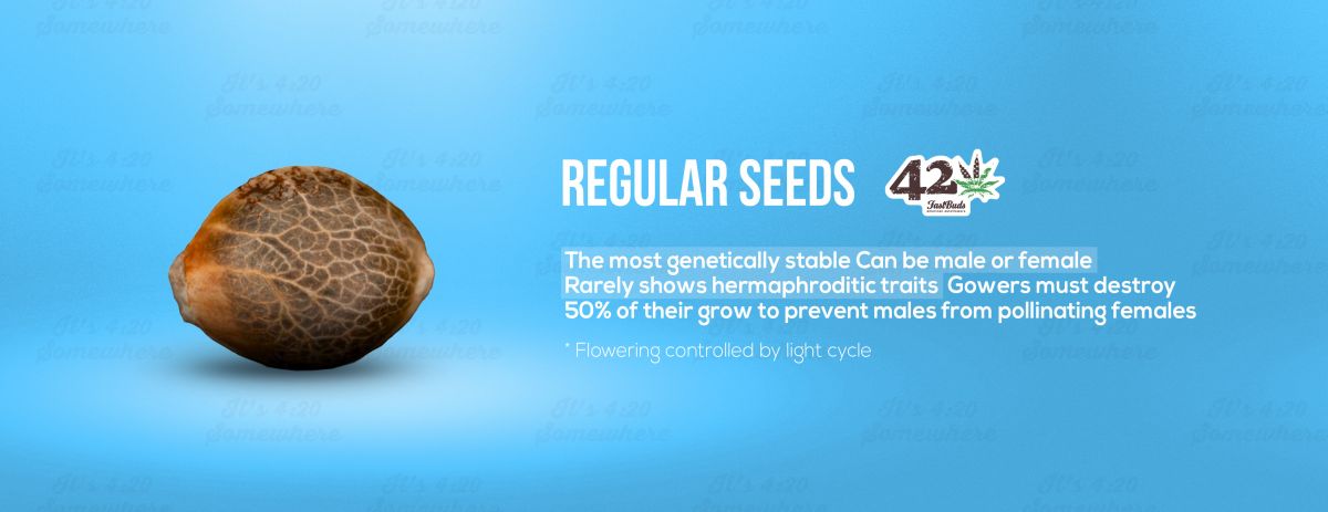 A summary of regular cannabis seeds