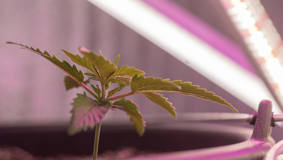Bester Lichtzyklus für Autoflowers: Cannabis-Setzling unter der Lupe