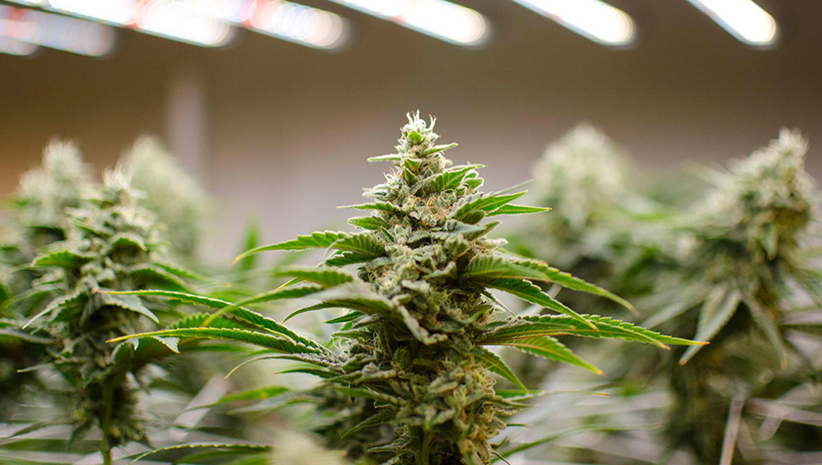 Best light schedule for flowering: indoors Best light schedule for flowering: indoors