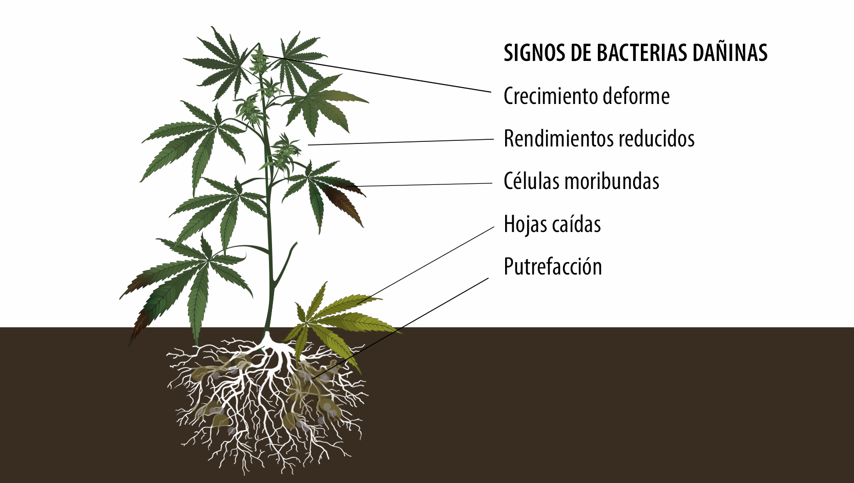Beneficios de los microorganismos: signos de bacterias dañinas. Beneficios de los microorganismos: signos de bacterias dañinas.