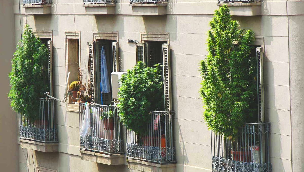 Barcelona, another cannabis hotspot.
