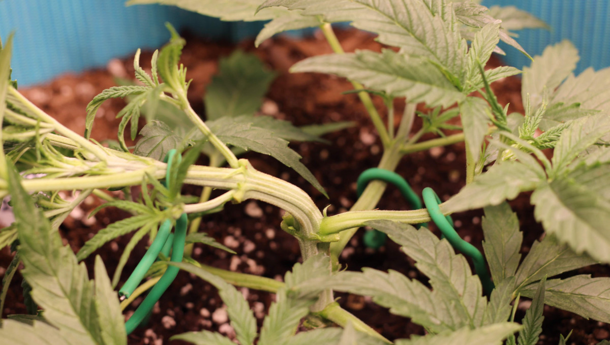 Gelato Auto Cannabis Strain Week-by-Week Guide: A close-up of an indoor weed plant LSTd (tied down) Gelato Auto Cannabis Strain Week-by-Week Guide: A close-up of an indoor weed plant LSTd (tied down)