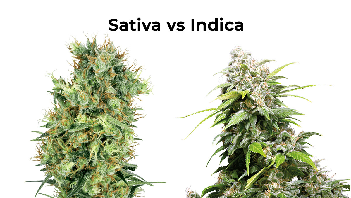 Sativa vs Indica