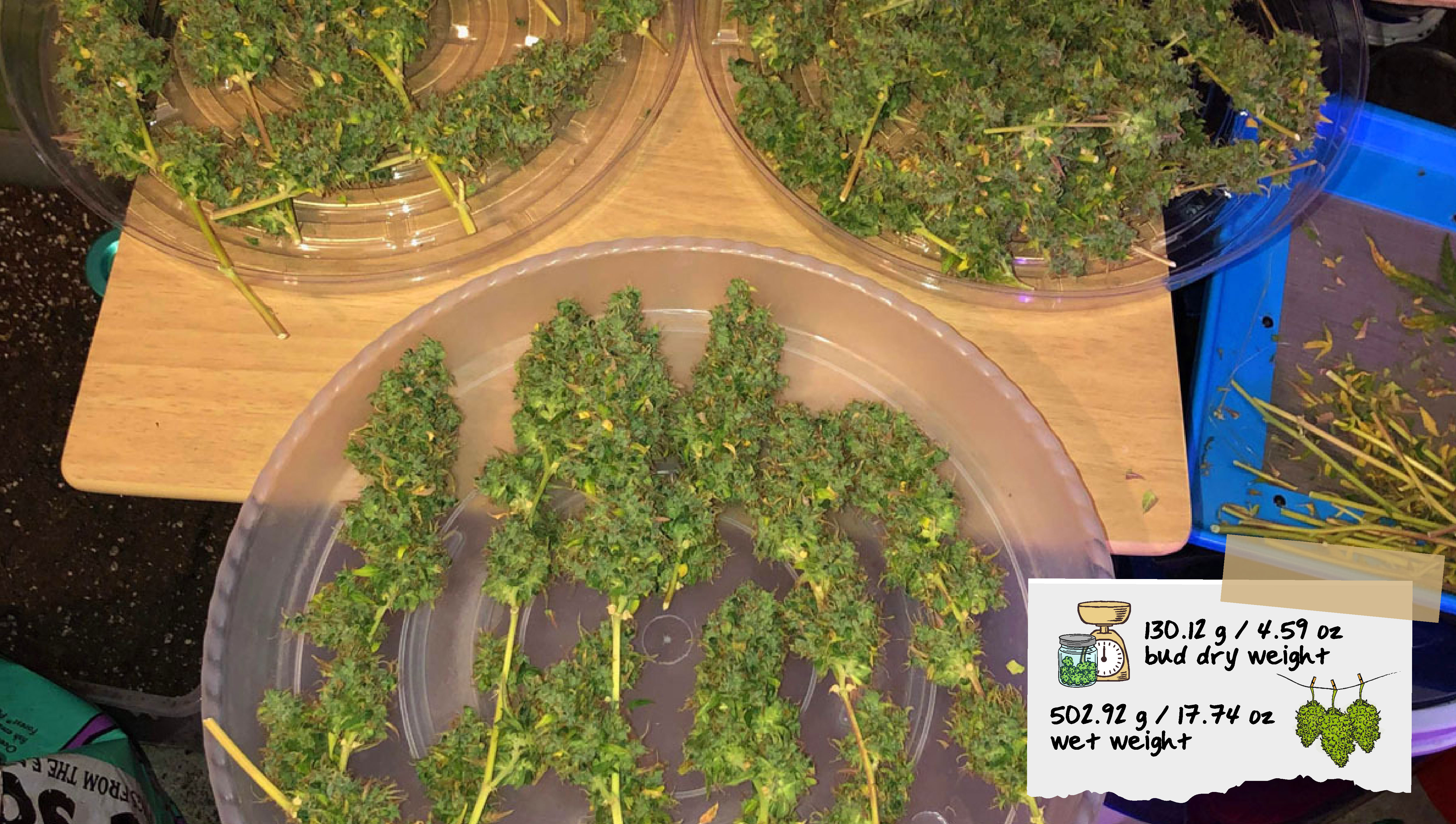 Treigfunky Harvest Treigfunky Harvest