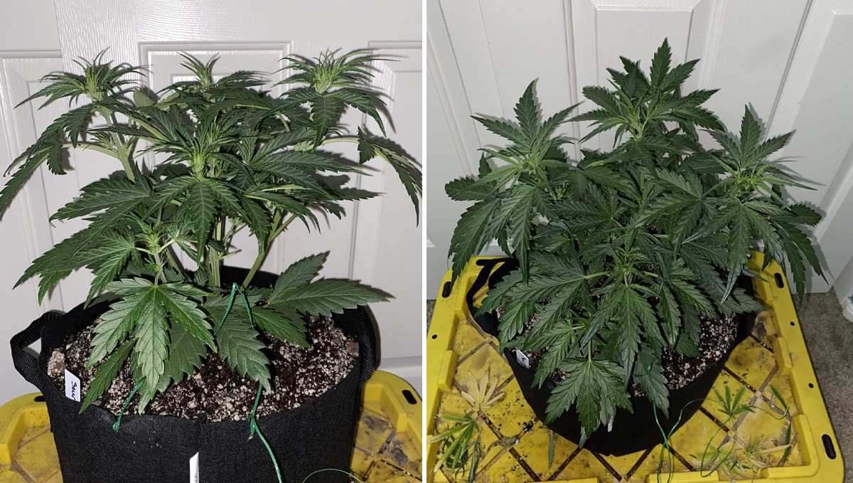 Sour diesel auto guide: week 3 Sour diesel auto guide: week 3