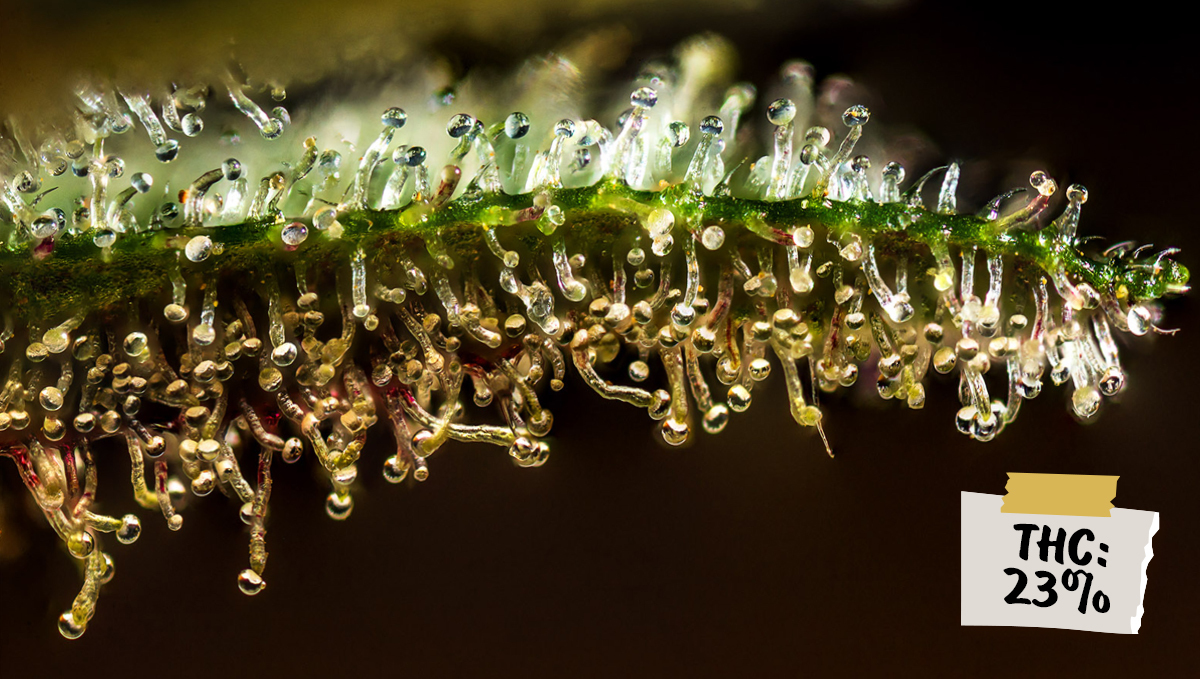 Are autos potent?: z auto