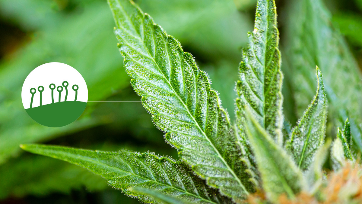 Trichome auf Cannabis-Fächerblättern