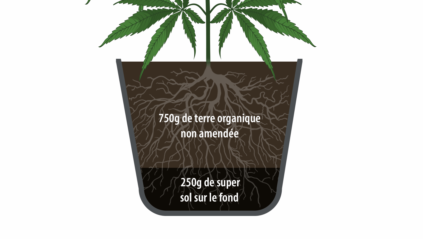 super sol pour les plantes de cannabis: comment utiliser le super sol