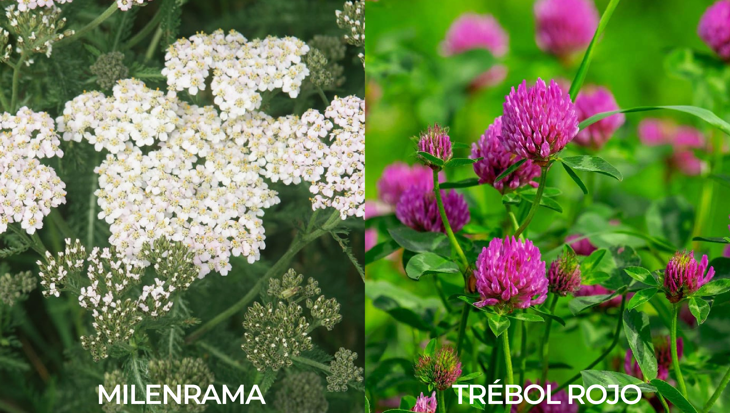  Plantas complementarias para el cannabis: fijadores de nitrógeno