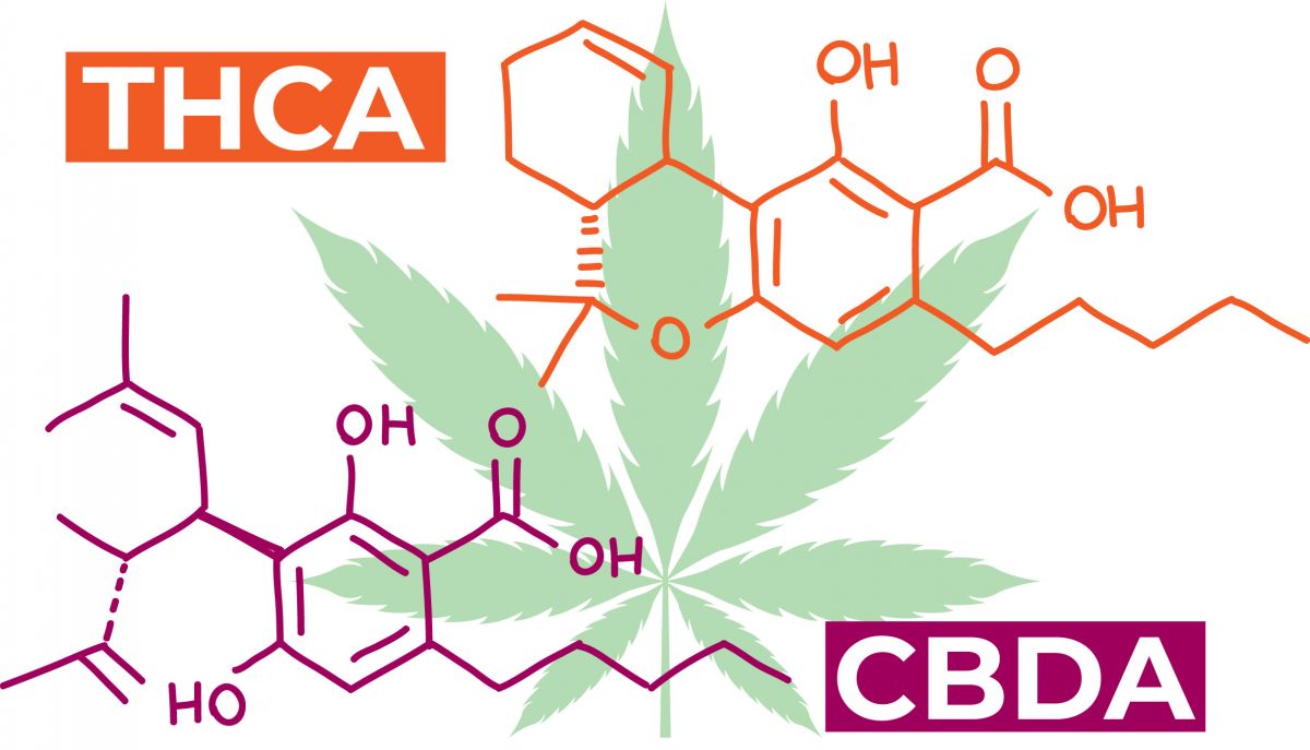 The most famous raw cannabinoids are THCA and CBDA