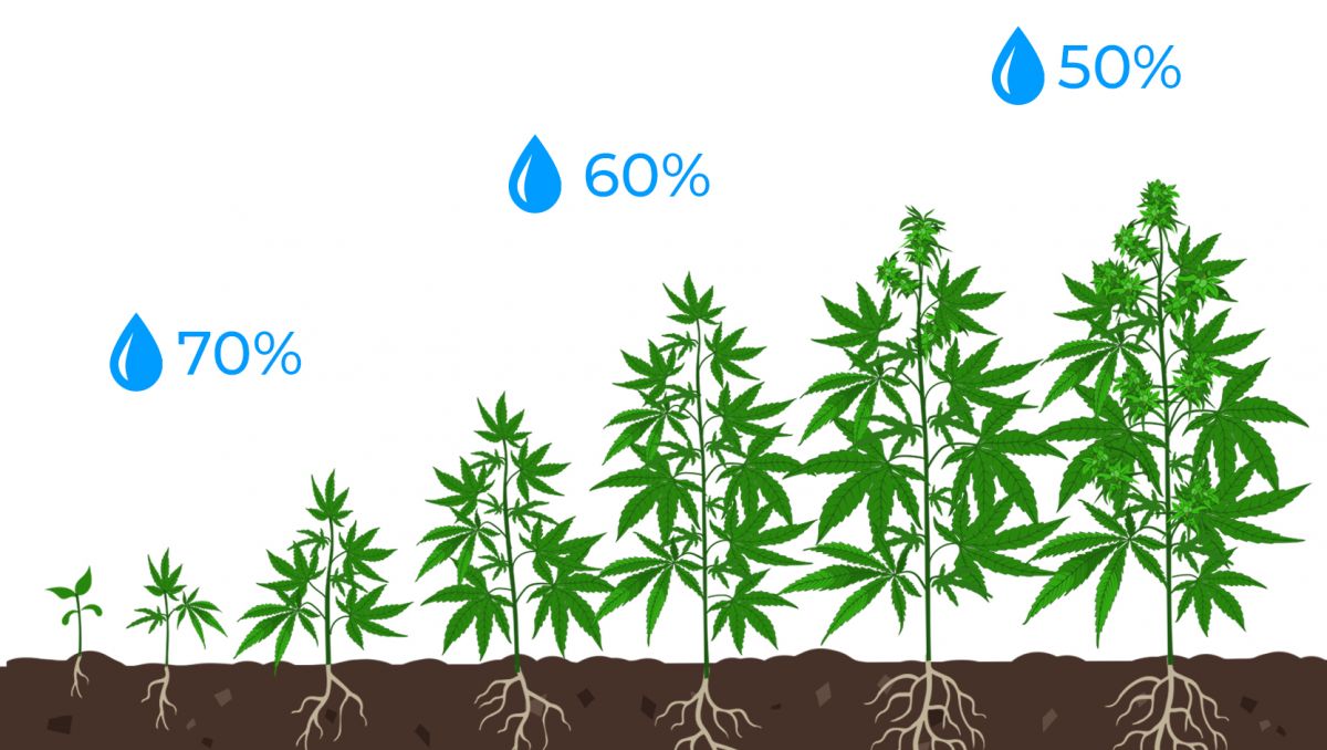 Light burn: humidity Light burn: humidity