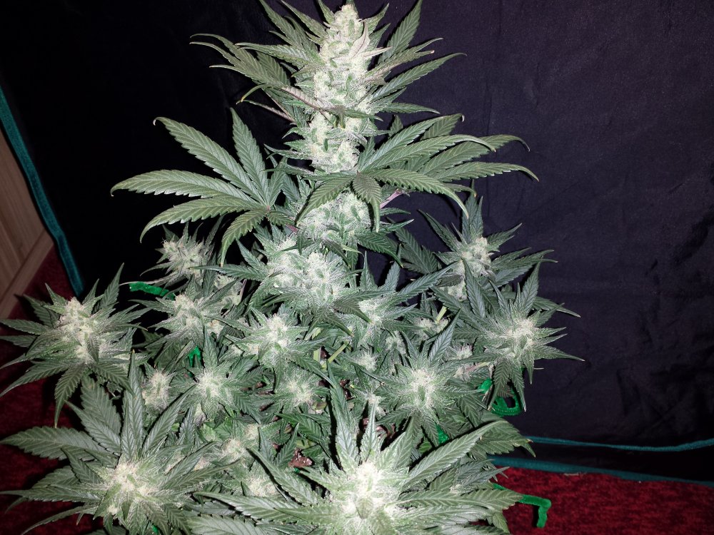 fastbuds west coast OG by tripaholic.jpg