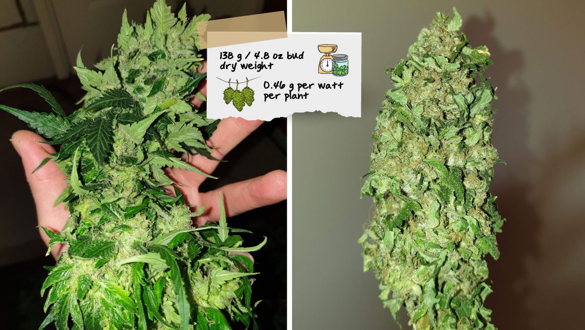 Orange Sherbet Auto Cannabis Strain Week-by-Week Guide: A chunky cannabis cola before and after a trim Orange Sherbet Auto Cannabis Strain Week-by-Week Guide: A chunky cannabis cola before and after a trim