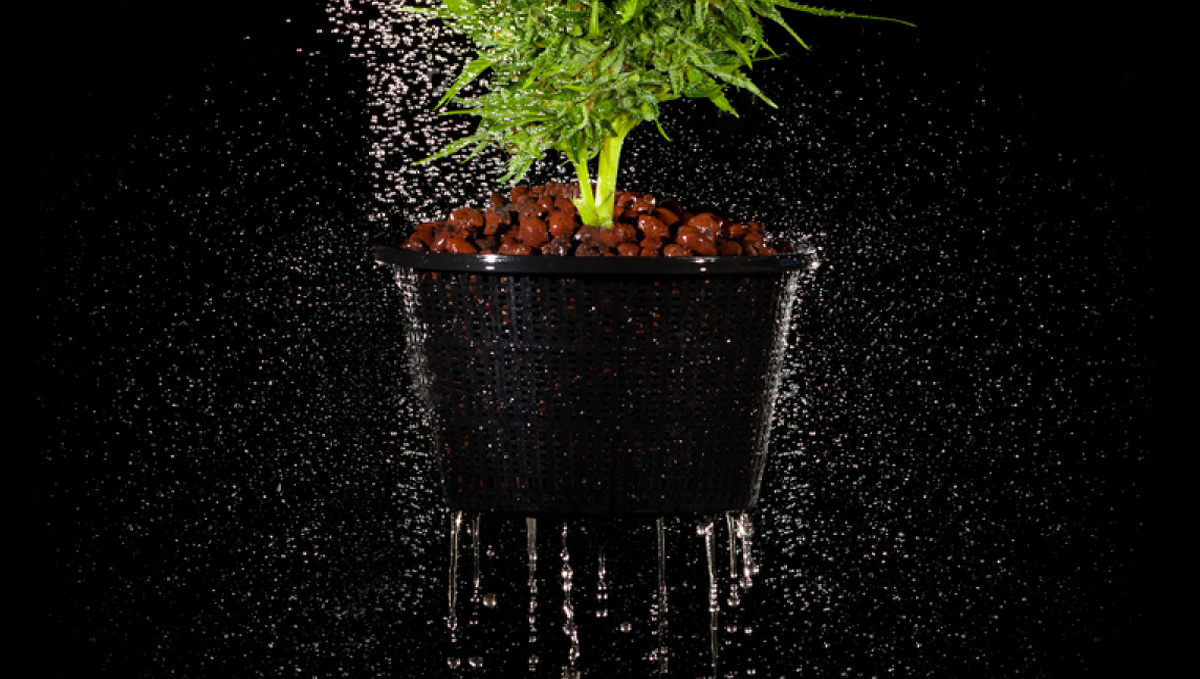 Flushing your cannabis plants