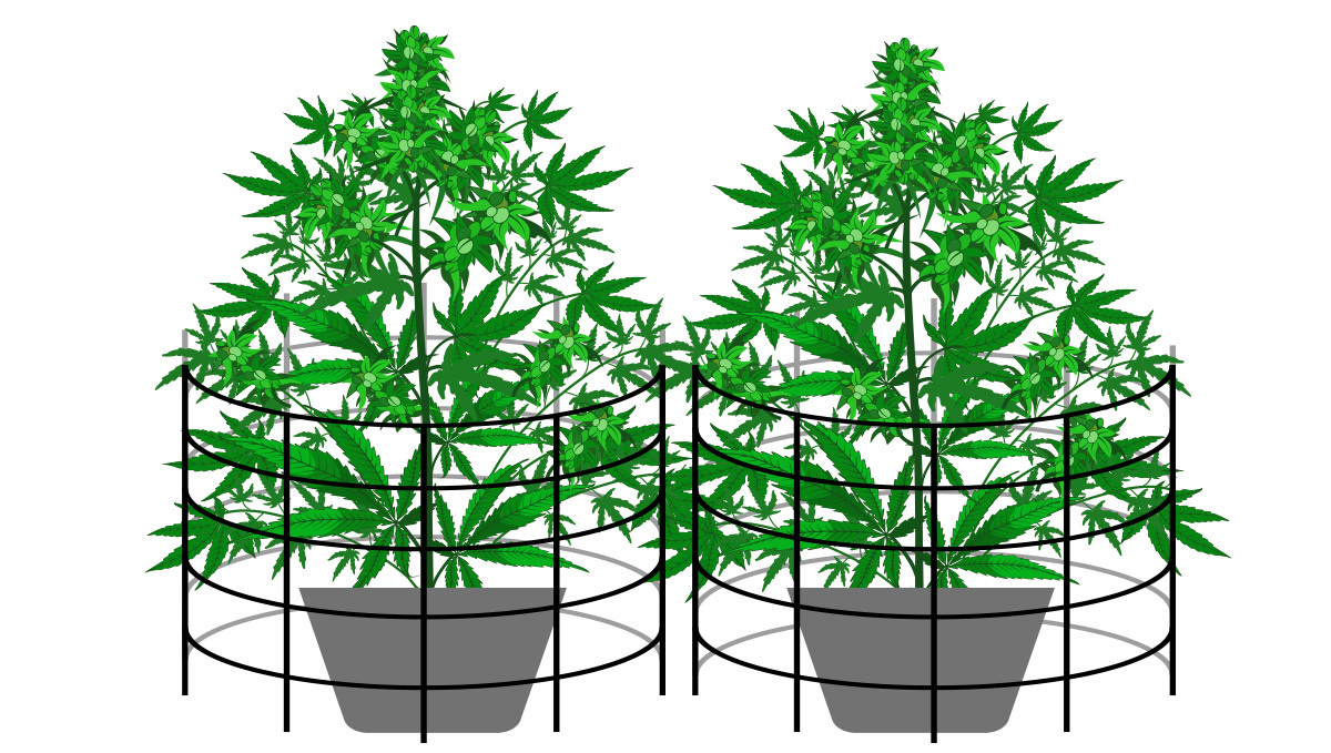 Tomato cages supporting cannabis plants