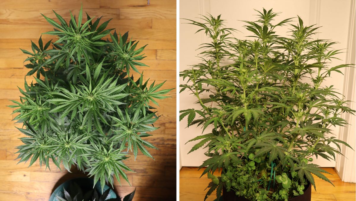 Orange Sherbet Auto Cannabis Strain Week-by-Week Guide: Very branchy cannabis, topview and sideview Orange Sherbet Auto Cannabis Strain Week-by-Week Guide: Very branchy cannabis, topview and sideview