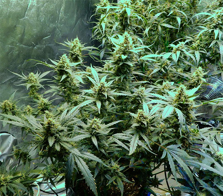 Fast Buds' Rhino Ryder