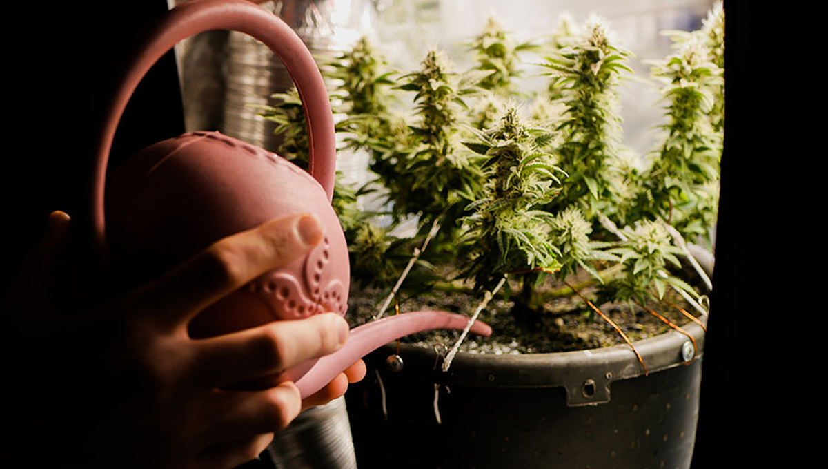 How to flush autoflowers: why flush before harvest? Come lavare gli autofiorenti: perché lavare prima del raccolto?