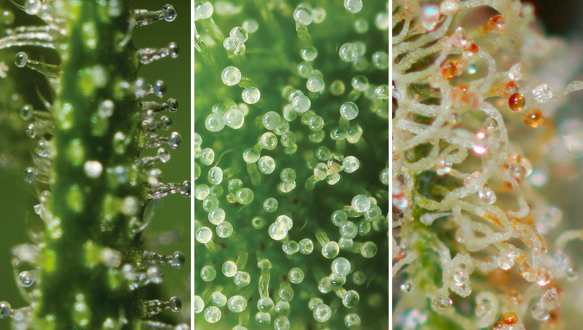 Dein Leitfaden zur Cannabis-Blüte: Die verschiedenen Stadien der Trichome Dein Leitfaden zur Cannabis-Blüte: Die verschiedenen Stadien der Trichome