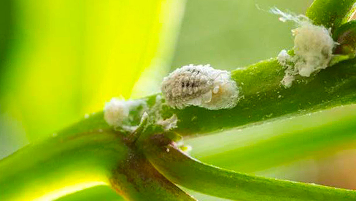Mealy Bugs on Cannabis Plant